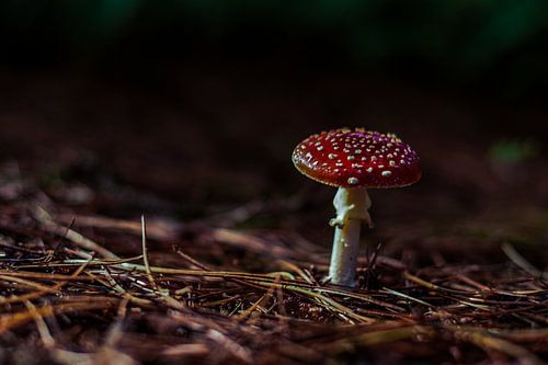 Fly agaric surprise