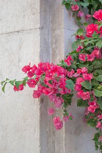 Leuchtend rosa Bougainvillea-Blüten in Lissabon, Portugal