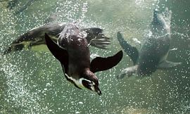 Many  penguins swim swiftly and deftly in the water (sea). A clever penguin swims in turquoise water by Michael Semenov
