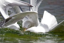 Fish fight - 3 von Erik van Rosmalen