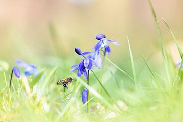 Honeybee near wild hyacinth by Antoine Deleij