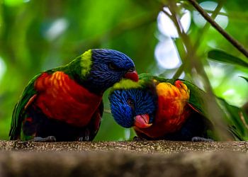 Zwei lori aus den Blue Mountains