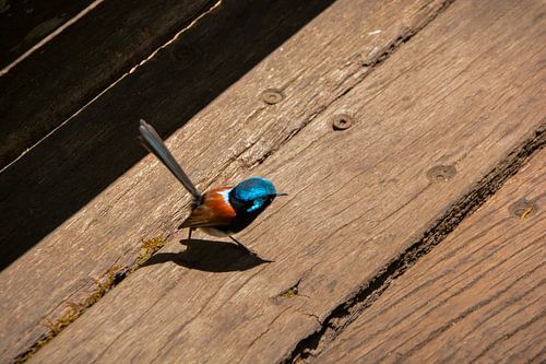 Blauw winterkoninkje