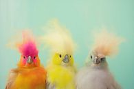 Kleurrijke vrolijke vogels van Studio Allee thumbnail