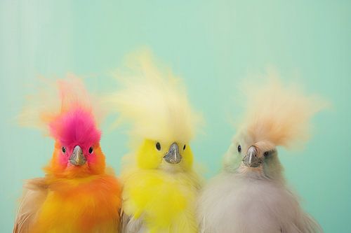 Bunte glückliche Vögel