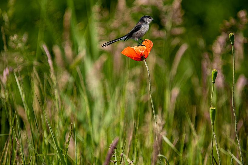 Tailed tit on a poppy in the grass. by Brian Morgan