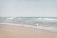 Seagull on the coast