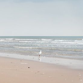 Seagull on the coast by Danielle Bosschaart