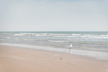Seagull on the coast