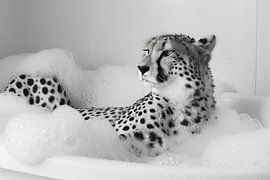 Gepard in der Badewanne - Ein lustiges Badezimmer Bild von Poster Art Shop