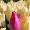 closeup of a pink tulip in a yellow tulip field by W J Kok
