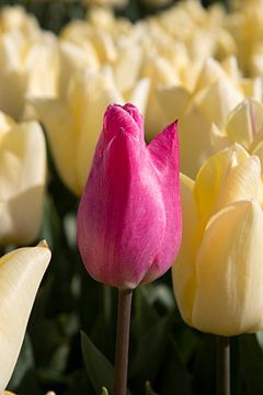 closeup van een roze tulp in een geel tulpenveld van W J Kok