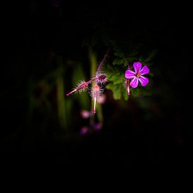 natuurbloemen von Anne-Fleur Eggengoor