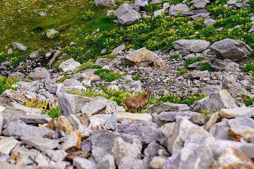 Zomers berglandschap in Zwitserland met groene alpenweiden en markante bergtoppen.