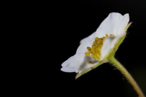 Aardbeienbloemetje - rechts