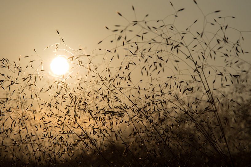Hoog gras by Yvonne van der Meij