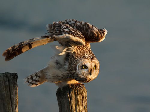 Short-eared Owl
