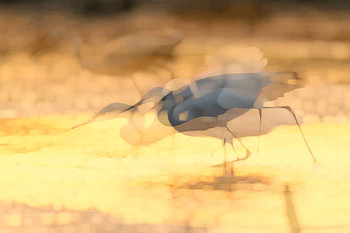 Dynamism in the evening sun of the Camargue