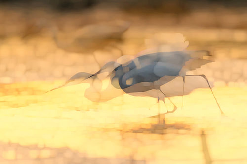 Dynamism in the evening sun of the Camargue