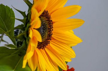 Zonnebloem 1 van Niek Traas