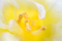 Gelbe Tulpe