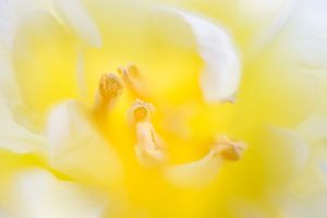 Gelbe Tulpe von Vliner Flowers