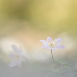 Wood Anemone by Storms Brigitte