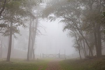 Clôture dans la forêt par un matin brumeux ! sur Peter Haastrecht, van