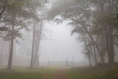 Zaun im Wald an einem nebligen Morgen!