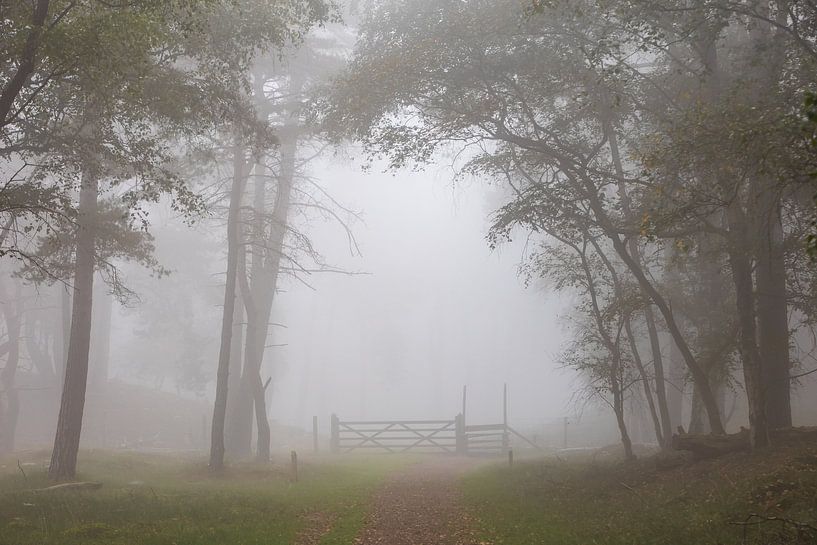 Fence in the forest during a foggy morning! by Peter Haastrecht, van
