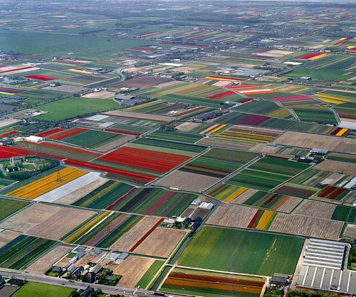 Vue aérienne historique de 1986 des champs de bulbes à Lisse