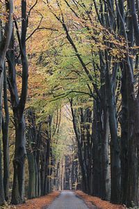 Route à travers la forêt d'automne