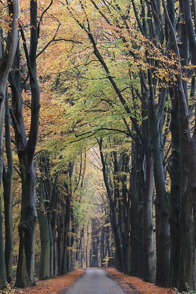 Road through the autumn forest by Tessa in Focus