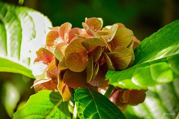 Hortensia in de herfst van Art By AngelEye