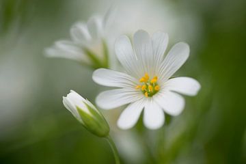 Stellaria holostea. Nahaufnahme der strahlend weißen Blüten mit gelben Staubgefäßen. von Birgitte Bergman