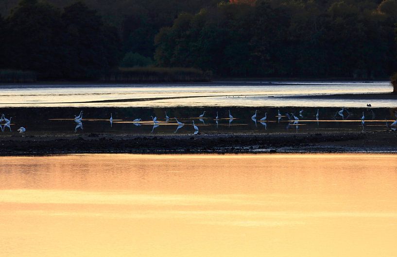 Evening at the lake with egrets by Thomas Jäger