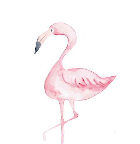 Flamant rose