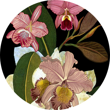 Orchideeën voor Phyllis Botanical, giovanna nicolo van 1x