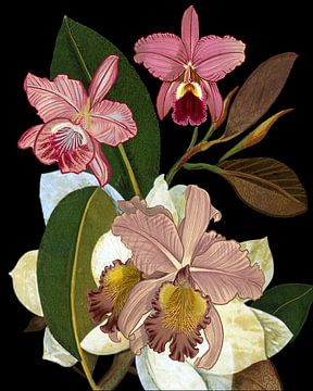 Orchideen für Phyllis Botanical, giovanna nicolo von 1x