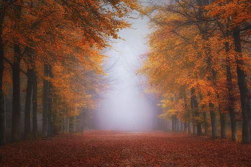 Foggy  herfst impression  MastBos Breda , Holland.