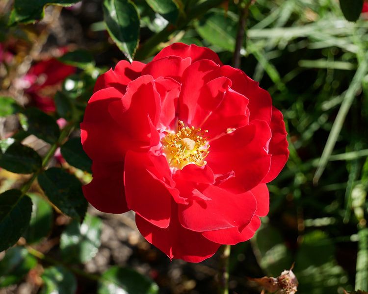 rote Rose von Wim vd Neut