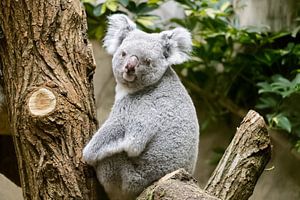 Wie kijkt naar wie? Oog in oog met de koala.