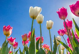 Dutch tulips in different colours by Marc Venema