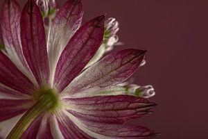 Einfachheit und Ruhe: Zeeland-Knoten (Astrantia Major)