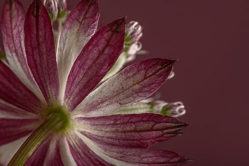 Simplicité et tranquillité : le nœud zélandais (Astrantia Major)