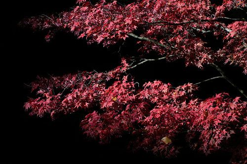 Red maple against dark background