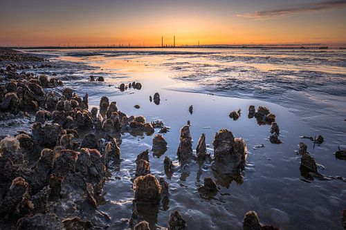 Coucher de soleil sur les huîtres des Wadden