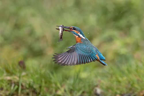 Kingfisher with fish in flight