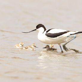 Säbelschnäbler mit Jungtieren von Rinnie Wijnstra (FotoAmeland )