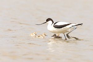 Avocette à bec bigarré avec son jeune